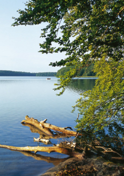 Am Stechlinsee – Nr. 238